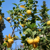 Lemon tree in the garden of the nice Hostal Catalina Vera in Port d'Antratx